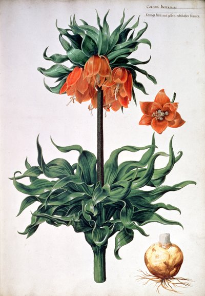 Fritillaria imperialis, c.1630 da Pieter van Kouwenhoorn